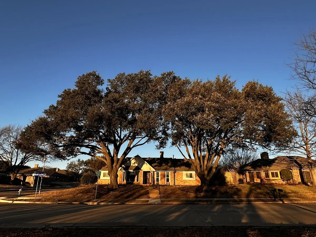 Established residential canopy tree shading a home in Jones